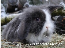 Teddytassens Cole