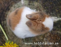 Teddytassens Collo