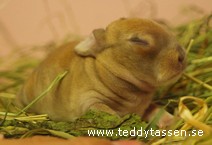 Teddytassens Colona
