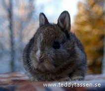 Teddytassens Conticka