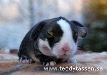 Teddytassens Cookie