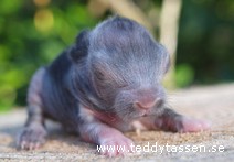 Teddytassens Corina