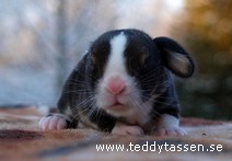 Teddytassens Cornflakes
