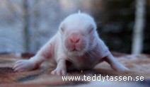 Teddytassens Cosing