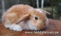 Teddytassens Cowboysaren