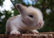 Teddytassens Cramis