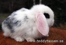 Teddytassens Crazy