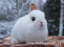 Teddytassens Crickett