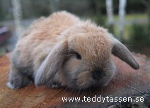 Teddytassens Crokett