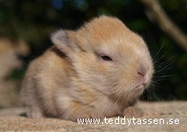 Teddytassens Crokodile