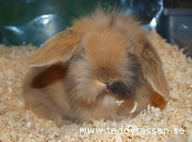 Teddytassens Crookie