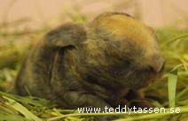 Teddytassens Cruse