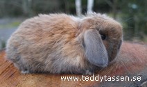 Teddytassens Crystal