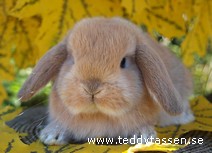 Teddytassens Cuba