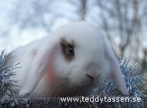 Teddytassens Curtis