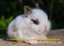 Teddytassens Cindie