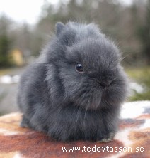 Teddytassens Dacke