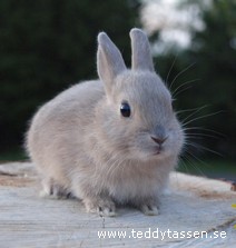 Teddytassens Daffie