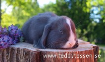 Teddytassens Dagobert