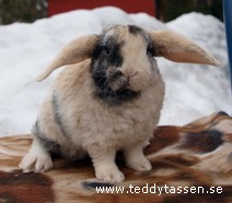 Teddytassens Dajm