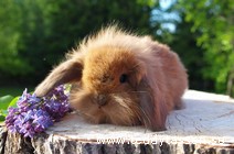 Teddytassens Dammie