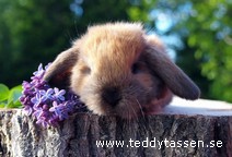 Teddytassens Dania