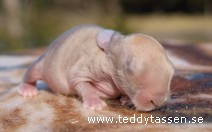 Teddytassens Daniella