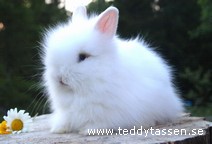 Teddytassens Danielle