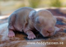 Teddytassens Danny