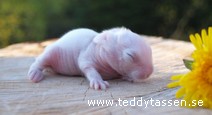 Teddytassens Darcy