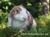 Teddytassens Dash