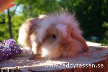 Teddytassens David