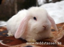 Teddytassens Deep Snow