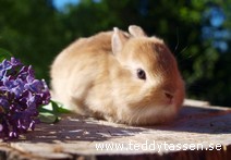 Teddytassens Delisa
