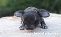 Teddytassens Delphie