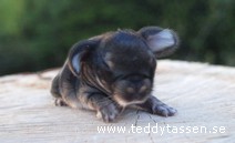 Teddytassens Diabelle