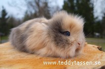 Teddytassens Diablo