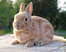 Teddytassens Diadem