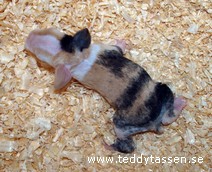 Teddytassens Diamant
