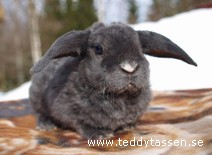 Teddytassens Diddi