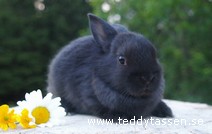 Teddytassens Diego