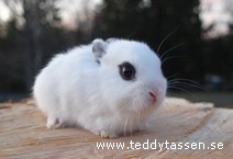 Teddytassens Dimma