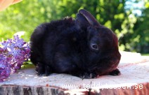 Teddytassens Dina