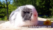 Teddytassens Dingel