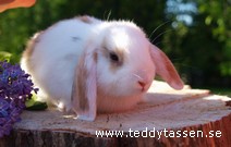 Teddytassens Dingo