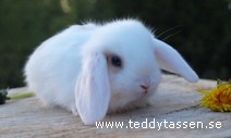 Teddytassens Dingolina