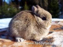 Teddytassens Dior
