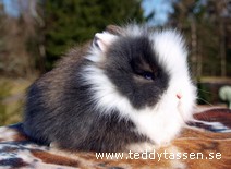 Teddytassens Dizel