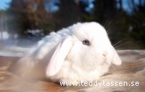Teddytassens Docka