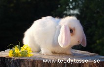 Teddytassens Dollie